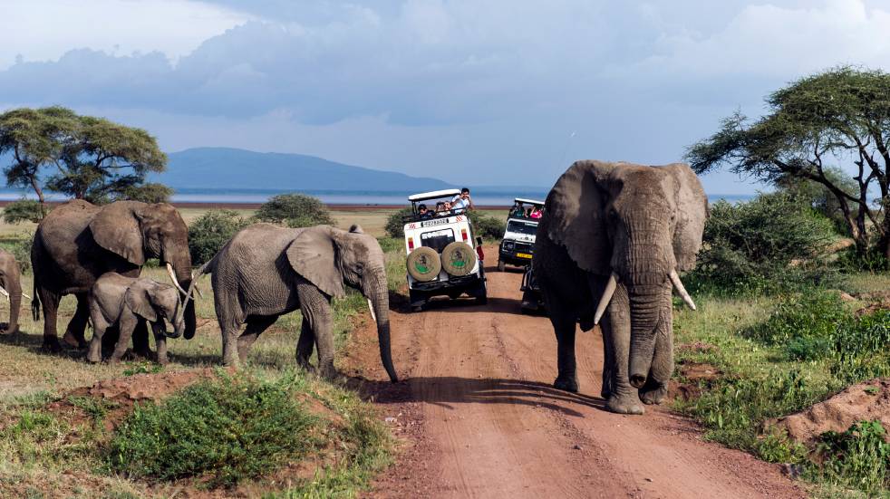 Safari elephants